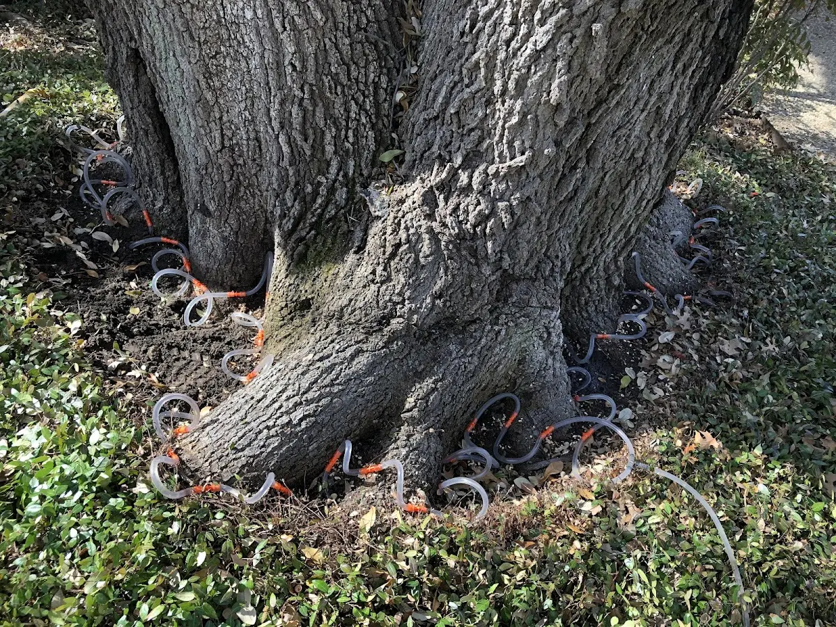 Detailed Tree Cabling and Bracing job site in Edgewater